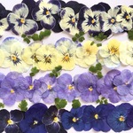 押し花素材16　ビオラ
