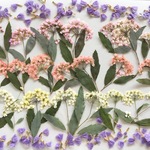 押し花素材18　コデマリ　スターチス　