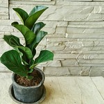 フィカス バンビーノの鉢植え