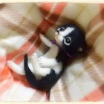nenelove777様御予約品 おねがいにゃんこＮｏ．59
