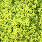 多肉植物☆細葉黄金万年草（セダム）