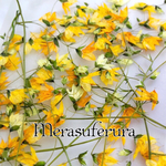 メラスフェルラ