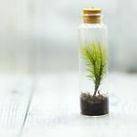 小さな苔ボトル ヒノキゴケ ロングタイプ ボトルテラリウム プレゼントやコレクションに