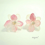 紫陽花ピアス-gradation pink fluffy flower-【ピンクグラデーション】