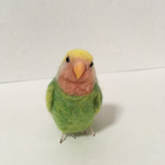 ※専用ページです※kaorimaomamo様ご依頼、小さなコザクラインコちゃんです。