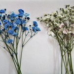 押し花素材33　カスミソウ　❤