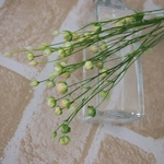 リンフラワー　白グリーン(大地農園）