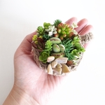 現品限り！①多肉植物　ティーカップの寄せ植えキット　カット苗