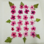 マイバーベナの押し花素材