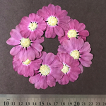 押し花 素材*.・Cineraria *.・