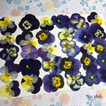 ♡sale♡送料無料 ☆小さめビオラ☆ 押し花30枚セット