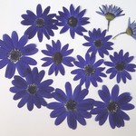 ーコダチセネシアの押し花ー