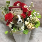 シーズーの母の日アレンジ L