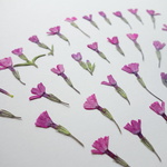 押し花☆つぼみ