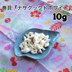 ☆巻貝『ナサクックドホワイト』☆