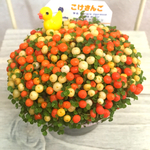 こけさんご カラフルver．