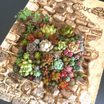 アンティークブック in 多肉植物