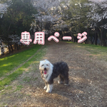 専用ページ