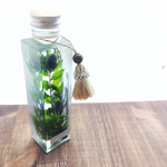 植物標本【棲む森】