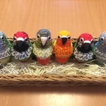 yoki1128さま♡ご注文専用ページ:オキナインコちゃん・ウロコインコちゃん、バラビタイウロコインコちゃん、メキシコインコちゃんセット