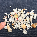 再販です(o^^o)天然素材  貝殻  巻貝 二枚貝 サンゴのカケラ  小さい貝殻 レジン封入 ネイルアート その他ハンドメイド♡ 夏素材