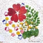 mikarin様専用出品／押し花と押しフルーツ／ボタニカル素材／バーバリウム／サシェ／キャンドル／レジン作品などに☆