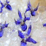菖蒲のリング