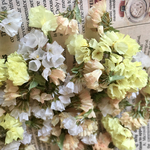 ～スターチス～ドライフラワー