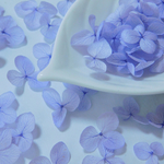 紫陽花♡ラベンダー