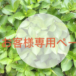 お客様専用ページ