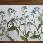押し花　素材　　忘れな草　(12本)　　①