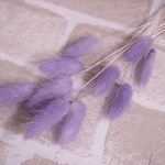 ラグラス　パープル　10本