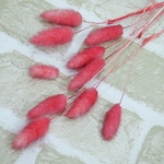 ラグラス　レッド　10本