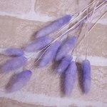 ラグラス　ブルー　10本