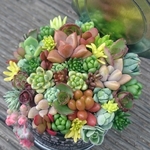 ★ジャンク風蓋付き黒缶寄せ植え★多肉★多肉植物★寄せ植え★
