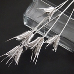 ニゲラオリエンタリス　プラチナシルバー　5本　(大地農園）