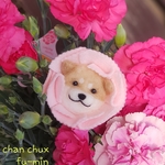 柴犬コサージュ ⋆*❁*赤柴カーネーション⋆*❁*