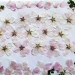 押し花素材36    桜　❤