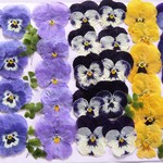 押し花素材38　ビオラ　❤