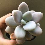 多肉植物「アメチスチヌム」グラプトベリア