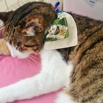 ペット用バンダナ 犬・猫 兼用  ネーム入り  送料無料