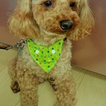 ペット用 バンダナ 犬・猫 兼用  送料無料
