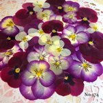 ♡new♡作家様必見♡ ♡赤花処理済み♡ ♡人気のビオラ♡押し花セット