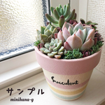 シンプルボーダー鉢(ピンク)