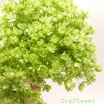 【再入荷】ドライ・ミニスターフラワー☆《applegreen》