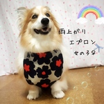 コーギー(♀)　雨上がりエプロン＊大判花柄DEEP BLUE　女の子