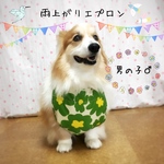 コーギー(♂)　雨上がりエプロン＊大判花柄GREEN　男の子