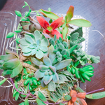 20種多肉植物