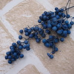 ペッパーベリーウォッシュブルー　(大地農園）