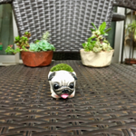 パグ苔盆栽（小）